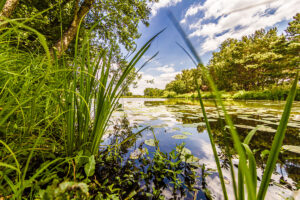 Premsendorf Rieke - Teich mit Seerosen - umgeben von Bäumen und Grass