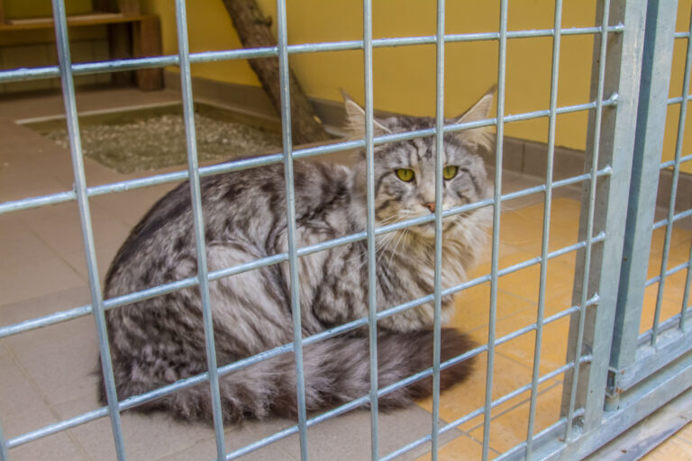 Hauskatzen im Landkreis Wittenberg - Verantwortung übernehmen