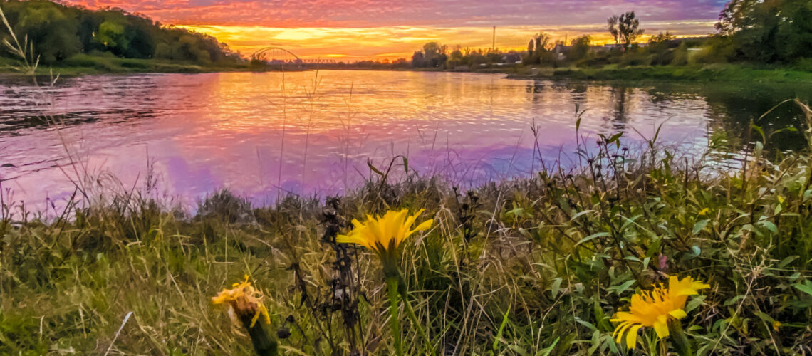 Blick auf die Elbe bei der Abenddämmerung. ImVorderung sieht man eine Wiese mit Blumen