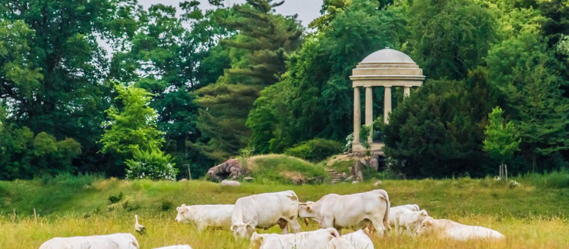 Rinder weiden in der Nähe des Wörlitzer Parks